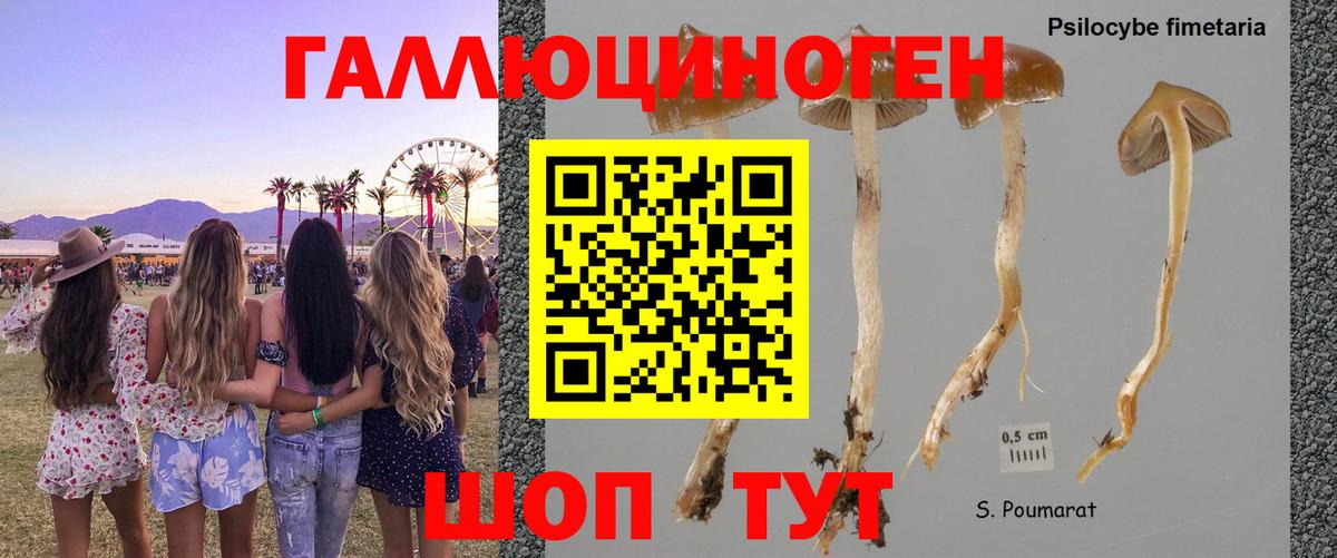 Псилоцибиновые грибы Psilocybe Шадринск